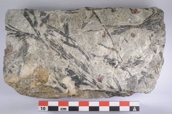 Vorschaubild Hornblende-Garbenschiefer